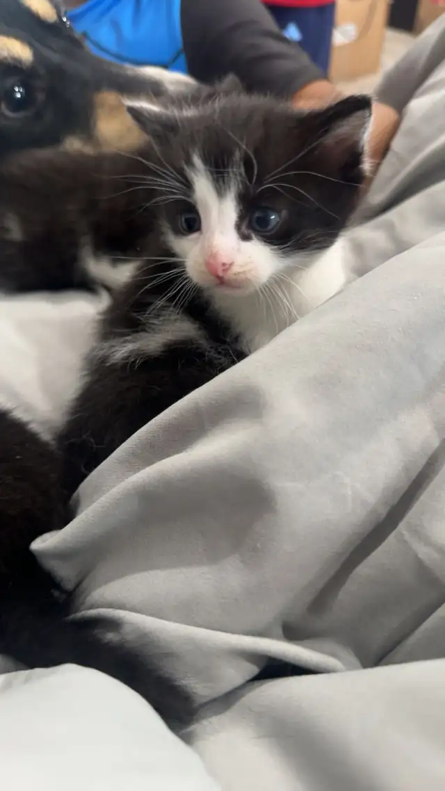 3/4 Siberian Hypoallergenic in Cats & Kittens for Rehoming in Laval / North Shore - Image 5