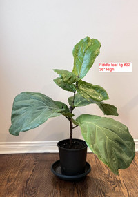 Five Fiddle-leaf Figs for Sale