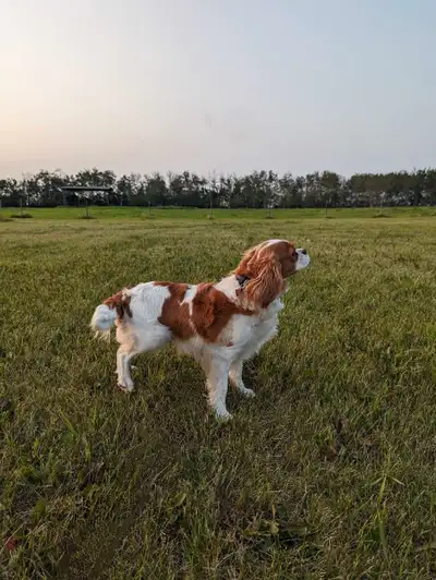 King Charles Cavalier (6yr old), View more