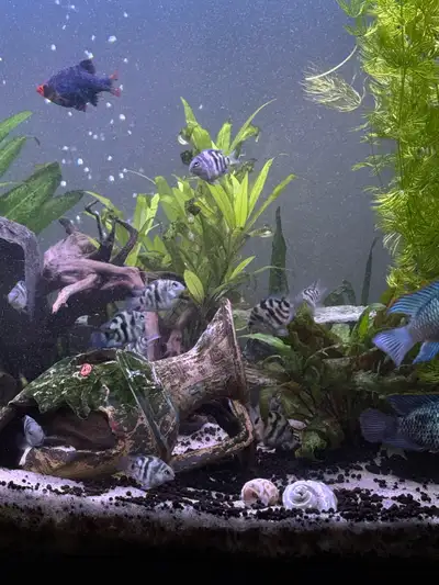 For Sale: Polar Blue Tiger Parrot Cichlid Babies! I am offering a beautiful selection of Polar Blue...