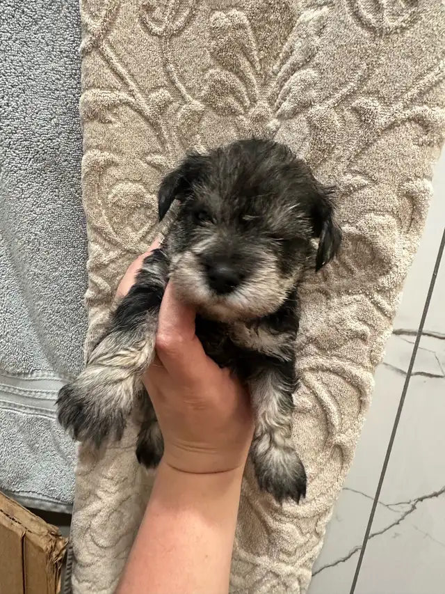 Miniature Schnauzer Puppies in Dogs & Puppies for Rehoming in St. Albert - Image 5