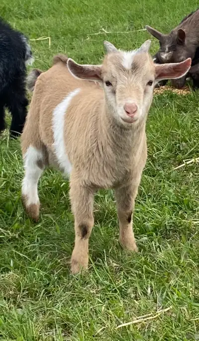 gold nigerian dwarf buckling ready now, View more