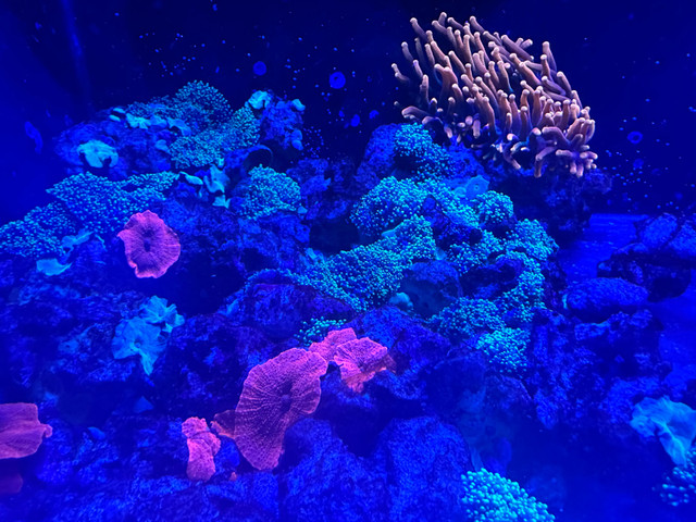 Mushroom corail coraux dans Poissons à adopter  à Longueuil/Rive Sud - Image 3