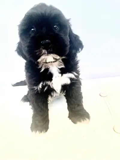 Poodle mix, View more