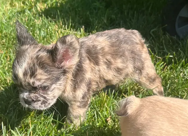 French Bulldog puppies 2 year Health Guarantee in Dogs & Puppies for Rehoming in City of Toronto - Image 9