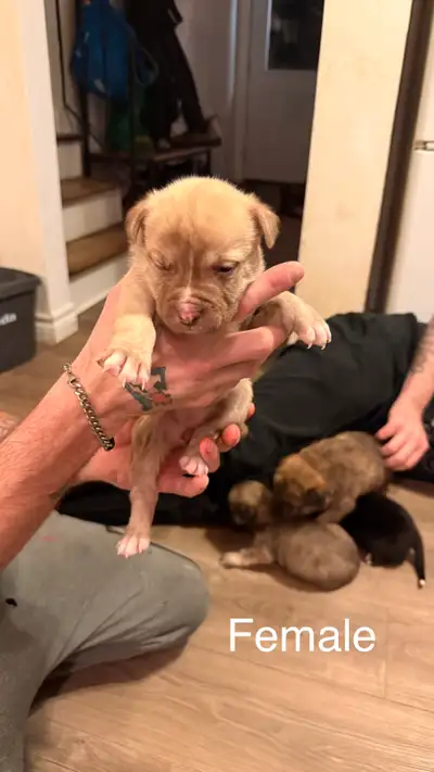 puppies for sale, View more