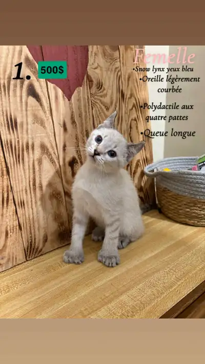 chaton higland lynx X, View more