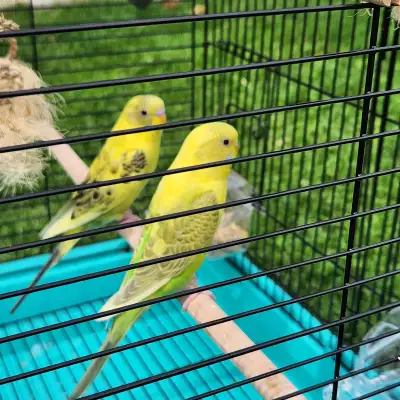 2 young budgies for sale with cage, View more