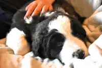 Greater Swiss Mountain Dog X Puppies