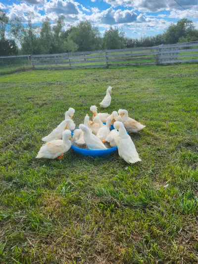 Last 2 ducklings of the year.Two weeks old.$25 each Dalmeny 306-230-6424 Text or call for more info....