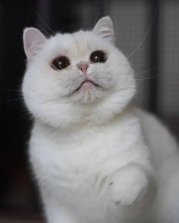 3.5 year old silver point British shorthair boy in Cats & Kittens for Rehoming in Markham / York Region - Image 3
