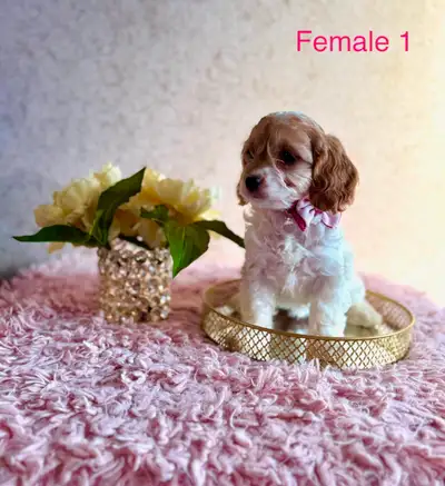 Mini Cockapoo Puppies Microchipped! (4 females), View more