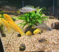 Tropical Fish, Plants, Wood, Foods, & More