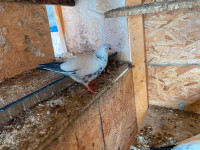 Baby pigeons