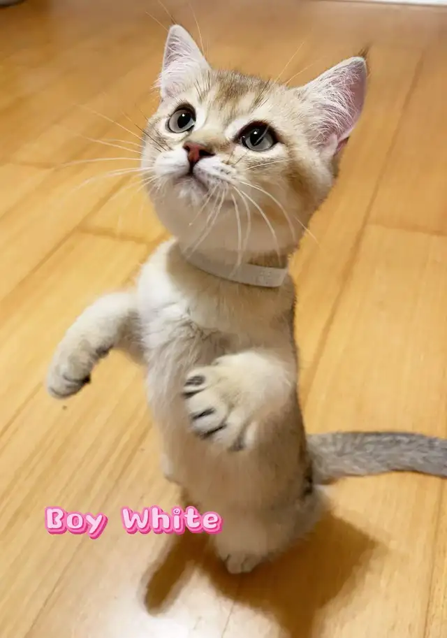 British Shorthair kittens for sale