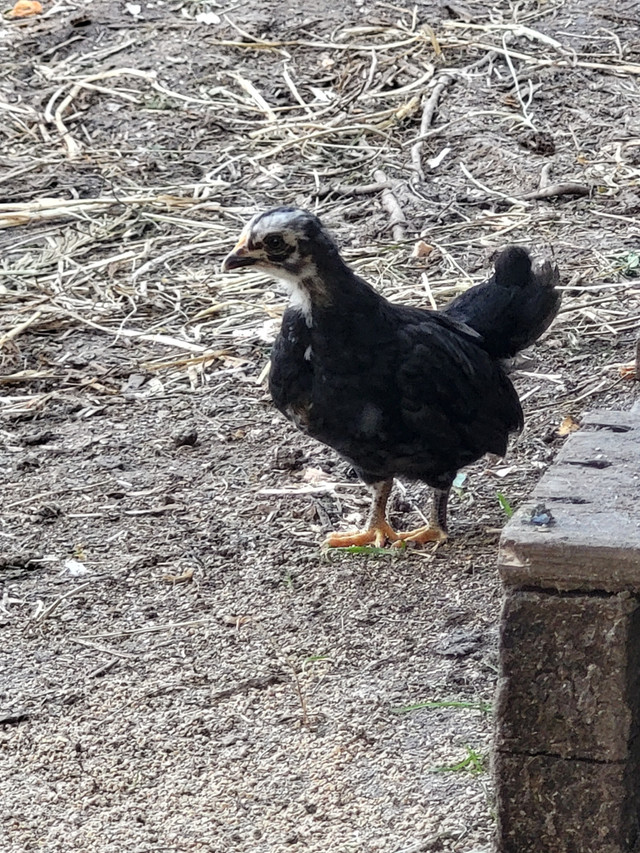 Serama Bantam chicks in Livestock in Tricities/Pitt/Maple - Image 3