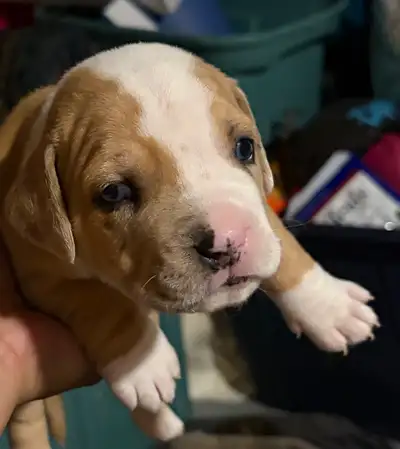 pups ready to go to there forever homes, View more
