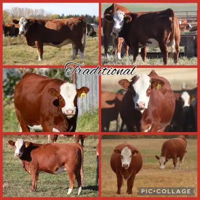 KVAnderson Farms are once again proud to offer 150 quality, Simmental cross, bred heifers. Sale date...
