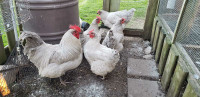 Levender orpington hens/rooster