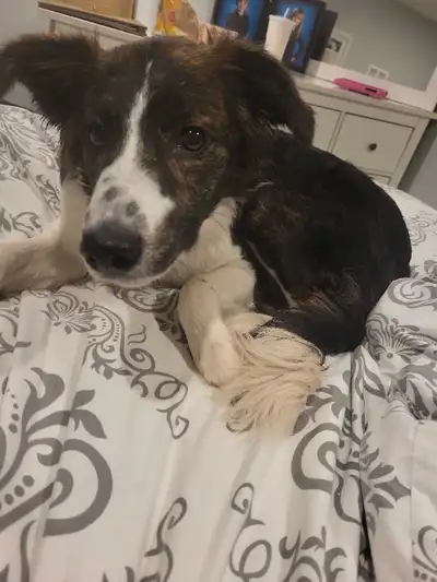 2 year old Bordercollie mix, View more