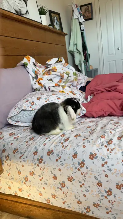 Albert est un petit garçon d’environ 6 mois Il est stérilisé et micropucé Très gentil adore le monde...