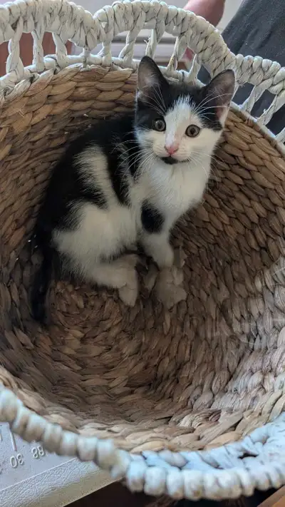 Je vends un adorable chaton ( femelle), parfait pour apporter de la joie à votre foyer. Ce petit com...