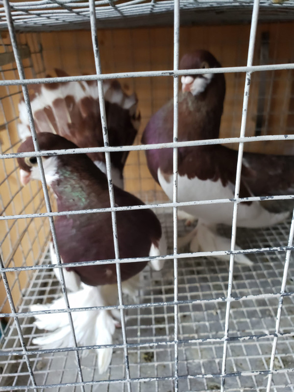 Russian Volga pigeons for sale in Birds for Rehoming in Markham / York Region
