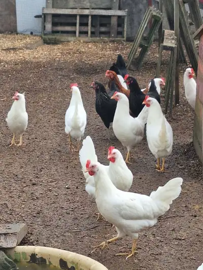 Laying hens, View more