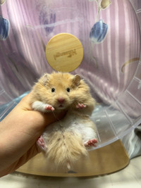Chonky hamsters - ethical hamstery