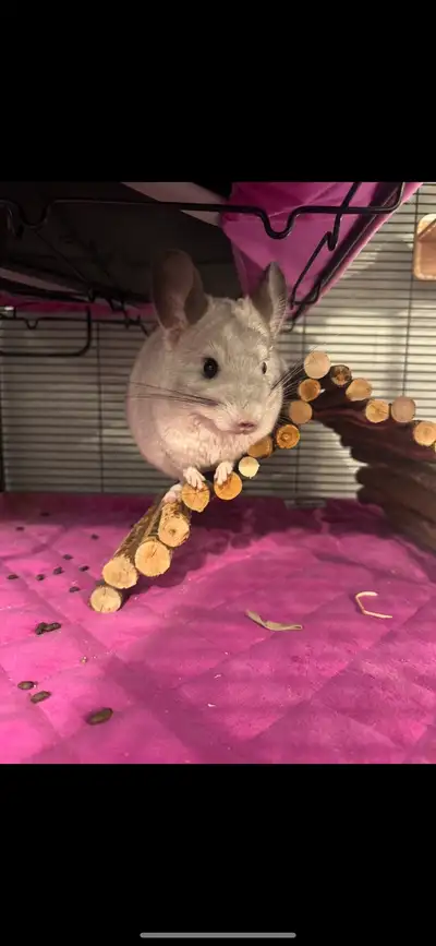I'm selling my adorable chinchilla along with her complete setup, including a spacious cage and vari...