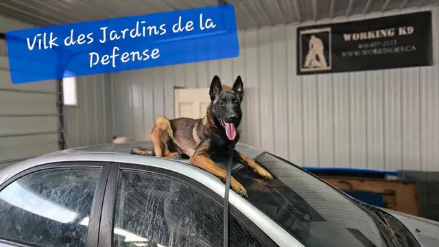 Beautiful Belgium Malinois  Dark Puppies  Magnifiques Malinois in Dogs & Puppies for Rehoming in Laval / North Shore - Image 11