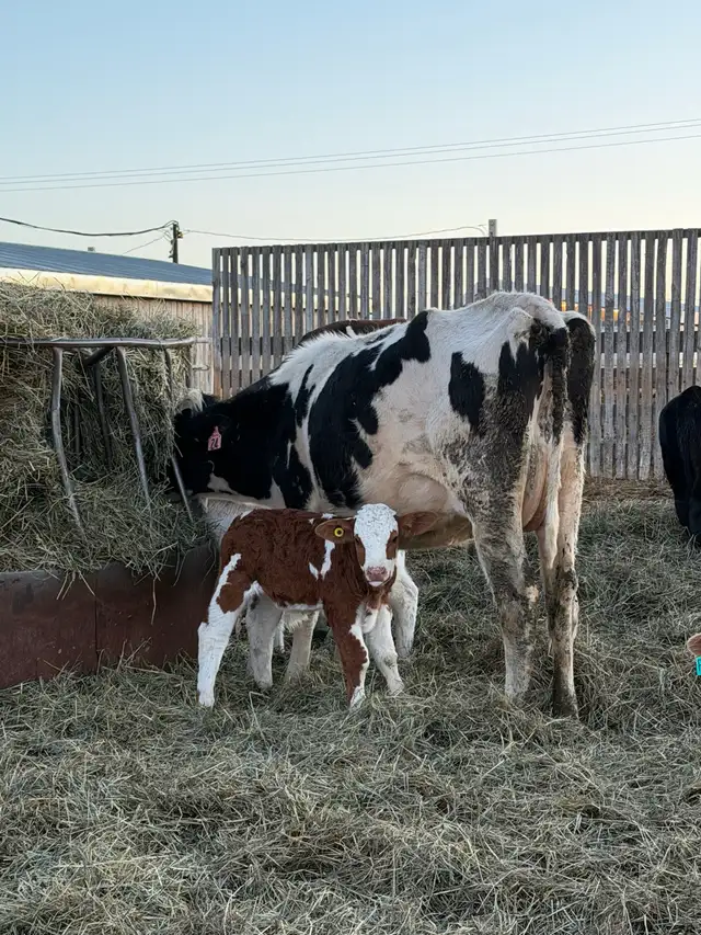 Exposed Nurse Cows  in Livestock in Lethbridge - Image 10