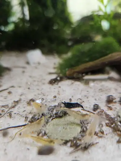 Cull Shrimp, View more