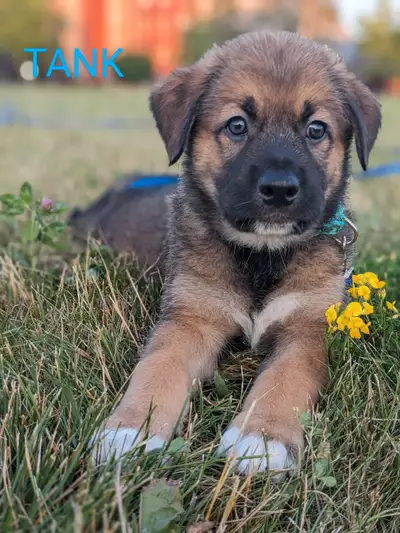 Shepard/Collie x Puppies, View more