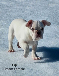 Well bred Platinum Frenchie Puppy
