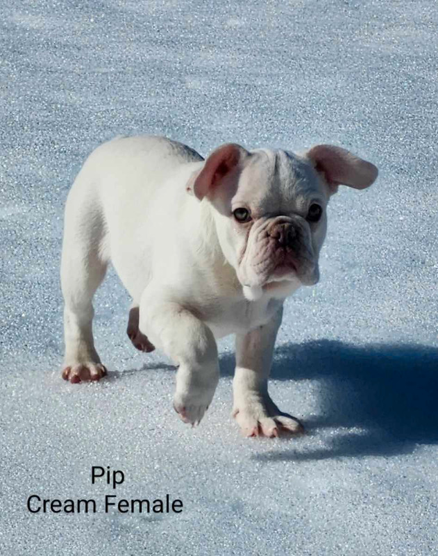 Well bred Platinum Frenchie Puppy in Dogs & Puppies for Rehoming in Burnaby/New Westminster - Image 2