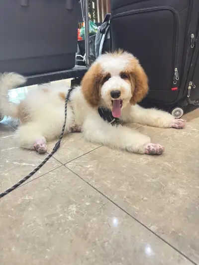 **Royal Giant Poodle Puppy Pure Breed  (Male) — 13 weeks old, View more