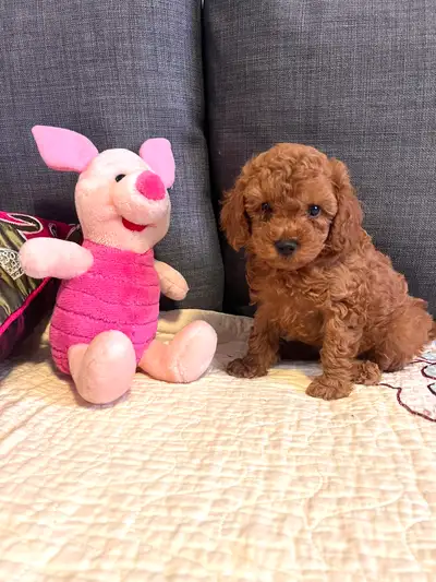 Very limited and very own litter of toy poodle puppies with Teddy bear faces. Grew in a family with...