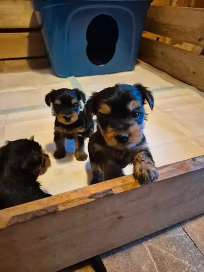 Our sweet girl had 5 puppies! 3 boys & 2 girls *More pics to come* First 2 pics are of of the curren...