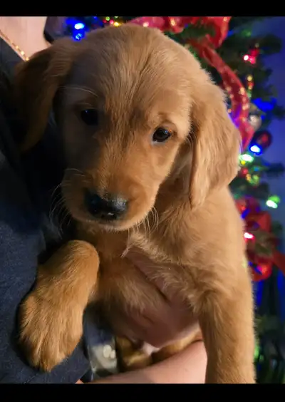 Beautiful Golden Retriever puppies!!, View more