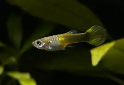 Grey/Green Female Guppy/Endler, View more