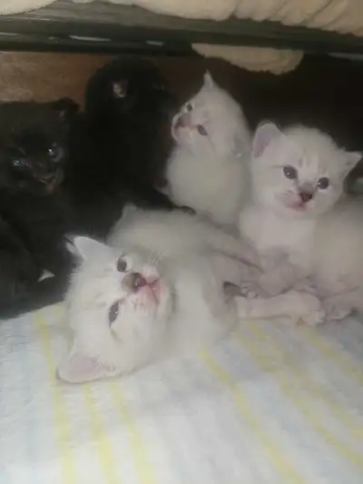 Bengal X Blue Point Siamese Kittens, View more