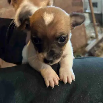 Female Jack Russell puppy for sale. Currently 6 weeks old. Comes with first shots and deworm