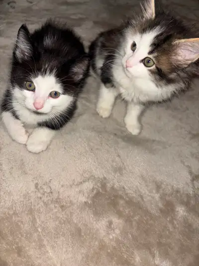Kittens for sale, View more