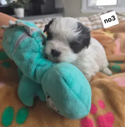 Reste *1* belle femelle morkie, View more