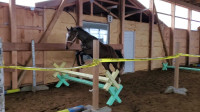 2 year old WB mare