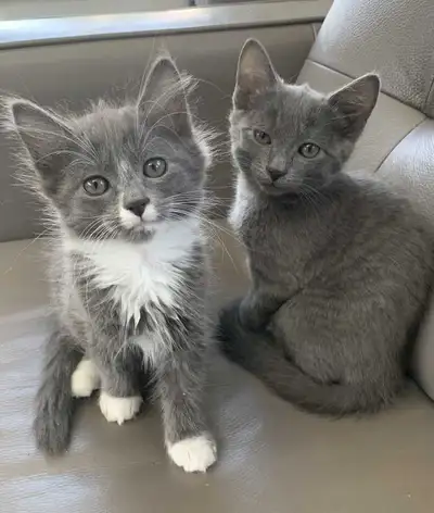 Kittens for Sale / Rehoming, View more