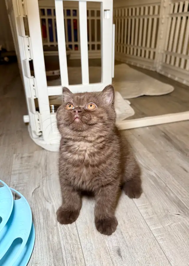 British shorthair TICA  Purebred  kittens in Cats & Kittens for Rehoming in Oakville / Halton Region - Image 8