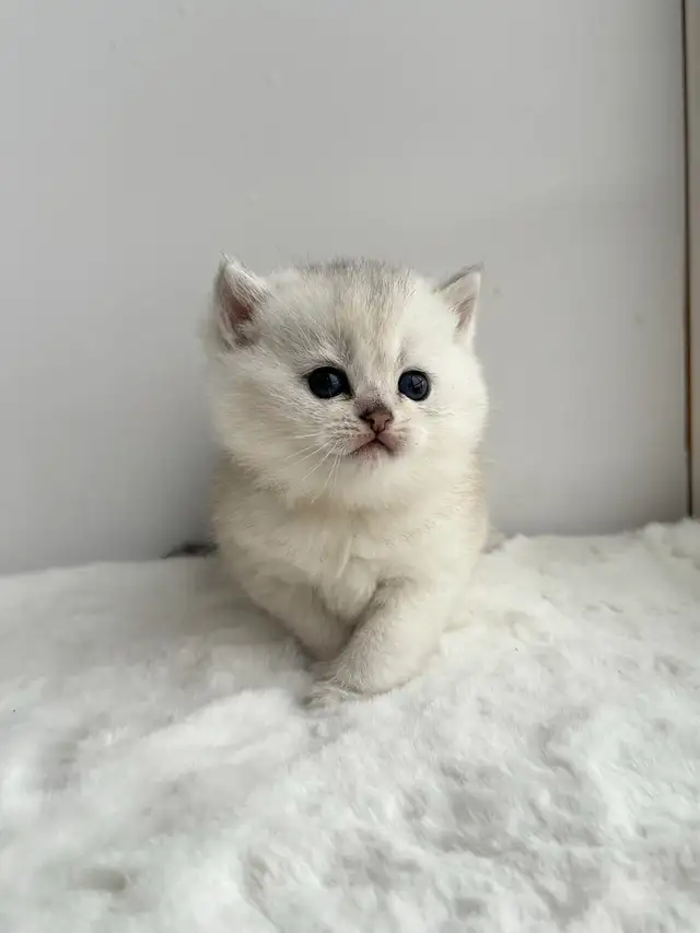 CCA &amp; CFA Registered Cattery — Rehoming BSH Kittens