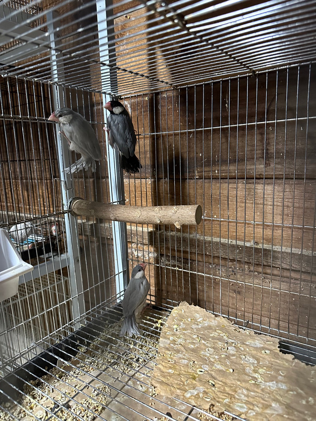 Java finch’s  in Birds for Rehoming in Abbotsford - Image 4
